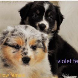 Australian Shepherd Puppies from Winsome Aussies