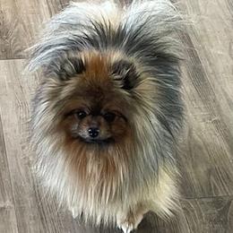 Leo - Pomeranian