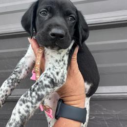 Pink - Black roan female German Shorthaired Pointer puppy in Newton Grove, North Carolina from Wayalife Labradors & Gsp’s