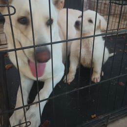 "Dad and son time together." German Shepherd Puppies from Puppy Love