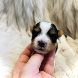 Yorkshire Terrier Puppies from Baby doll face yorkies