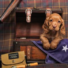 English Cocker Spaniel Puppies from SunSage Sporting Dogs