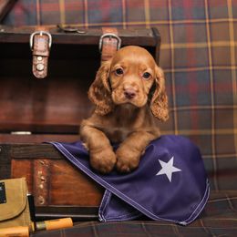 English Cocker Spaniel Puppies from SunSage Sporting Dogs
