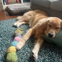 Golden Retriever All Grown Up from Beachwood Golden Retrievers