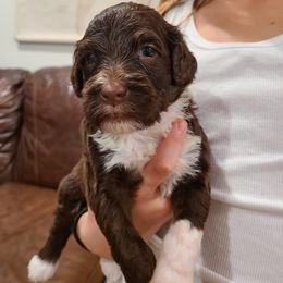 Skye - Portuguese Water Dog puppy from Gulf Coast Puppies