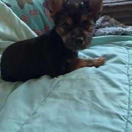 Cricket - Yorkshire Terrier