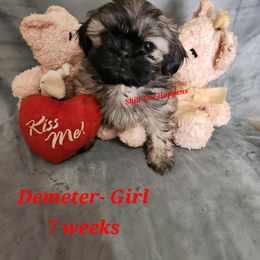 Demeter - Brindle and white Shih Tzu puppy in Mount Morris, Michigan from Gone 2 the Dawgs