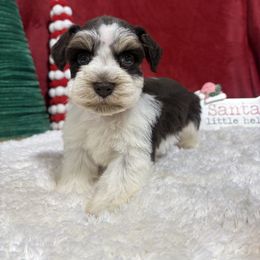 Ranger - Parti male Miniature Schnauzer puppy in Lufkin, Texas from C&K’s Schnauzer House