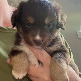Mara - Red tri female Miniature Australian Shepherd puppy in Denair, California from CenCal Mini Aussies