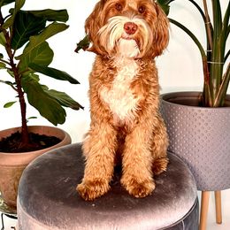 Brandy - Australian Labradoodle