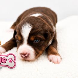Skye - Red tri female Miniature Australian Shepherd puppy in Apache Junction, Arizona from Circle T Mini Aussies