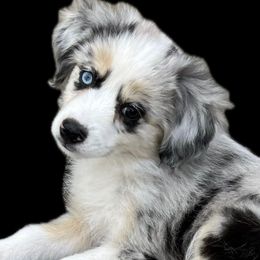 LAGERTHA - Blue merle Toy Australian Shepherd puppy in Syracuse, Indiana from Klenke Toy Aussies