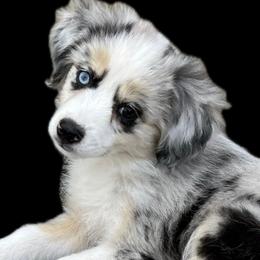 LAGERTHA - Blue merle Toy Australian Shepherd puppy in Syracuse, Indiana from Klenke Toy Aussies