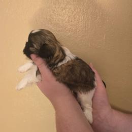 Girl 1 - Brindle and white female Shih Tzu puppy in Norris City, Illinois from Dainty and Darling Shih Tzu
