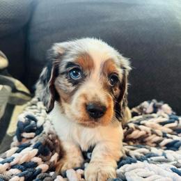 AKC Black and Tan Dapple-Piebald - Dapple male Dachshund puppy in Colville, Washington from G&B Iron Mountain Dachshunds