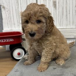 Tia's Purple Collar Girl 2150 - Red  female Goldendoodle puppy in Alvin, Texas from JP Southern Doodles