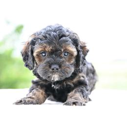 Shane - Sable male Cavapoo puppy in Lawton, Oklahoma from Lindsey’s Cavies
