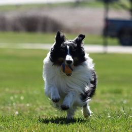 Shetland Sheepdogs from Celebrity Shelties