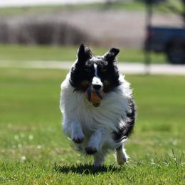 Shetland Sheepdogs from Celebrity Shelties