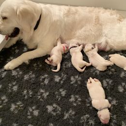 Golden Retriever Puppies from Suncoast Goldens