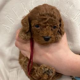 Rosie - Red Collar - Red female Cavapoo puppy in Ferndale, Washington from Cavakennels.pnw