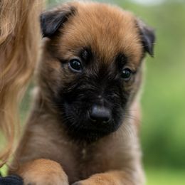Jax - Fawn male Belgian Malinois puppy in Lincoln, Nebraska from Nebraska K9