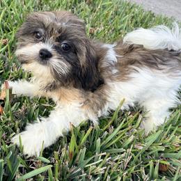Licorice - Tricolor male Shih Tzu puppy in Saint Johns, Florida from BEH Puppies LLC