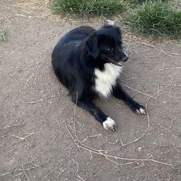 Biloxi - Miniature American Shepherd