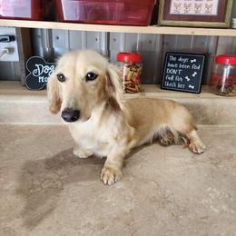 Dakota - Dachshund