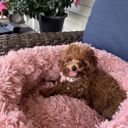 Poodle Puppies from KC Poodles of PA