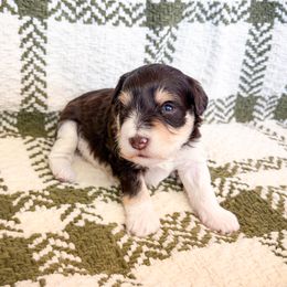 Kash - Parti male Miniature Schnauzer puppy in Nederland, Texas from Daffodil Dogs