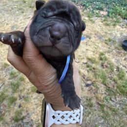Vader - Black male Chinese Shar-Pei puppy in North Carolina from Amy Mahaffey's Chinese Shar-Pei