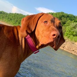 Maple - Vizsla