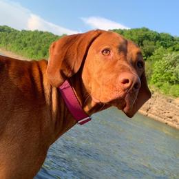 Maple - Vizsla