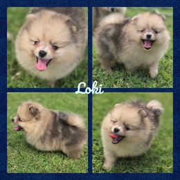 Loki - Orange sable male Pomeranian puppy in Anna, Texas from Fantasy Pomeranians & Fantasy Aussies
