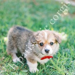 Pembroke Welsh Corgis from h patisserie corgis