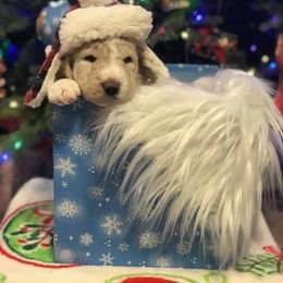 Goldendoodle, Schnoodle, and Sheepadoodle Puppies from Dood Ranch