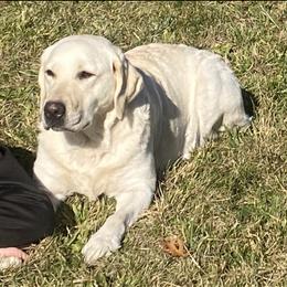 Labrador Retriever Puppies from Triple Threat Labradors