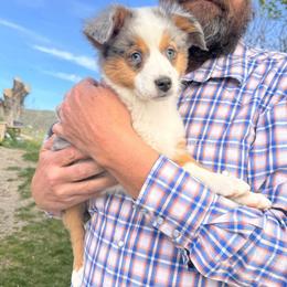 Joy - Blue merle female Miniature American Shepherd puppy in Tonasket, Washington from V5 Aussies