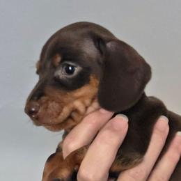 Lola's smooth chocolate and tan boy - Chocolate and tan male Dachshund puppy in Declo, Idaho from Dozendachs