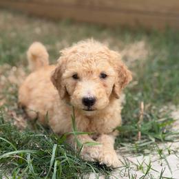 Black - Apricot male Goldendoodle puppy in Spring, Texas from The Doodle Den