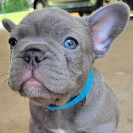 French Bulldogs from Bussin Bullies