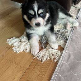 Pomsky Puppies from Ocean State Pomskies