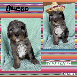 Queso - Blue merle male Bernedoodle puppy in Godwin, North Carolina from Farm Sweet Farm Doodles