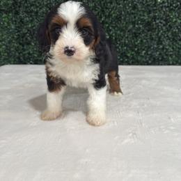 Girl 3 - Tri-color female Bernedoodle puppy in Modesto, California from Two Doods Doodles