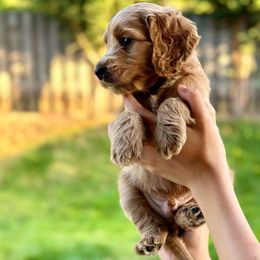 Max - Red  Goldendoodle puppy in Salem, Oregon from Capital Doodles