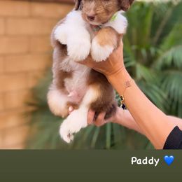 Aussiedoodle, Bernedoodle, Goldendoodle, and Poodle Puppies from Teddy Doodles & Standard Poodles