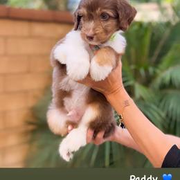 Aussiedoodle, Bernedoodle, Goldendoodle, and Poodle Puppies from Teddy Doodles & Standard Poodles