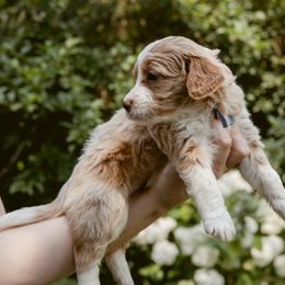 Dove - Red female Bernedoodle puppy in Denver, Pennsylvania from Greenview Puppies