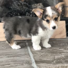 American Corgi, Companion Cross, Miniature Australian Shepherd, and Pembroke Welsh Corgi Puppies from FreckledCowgirlCorgis